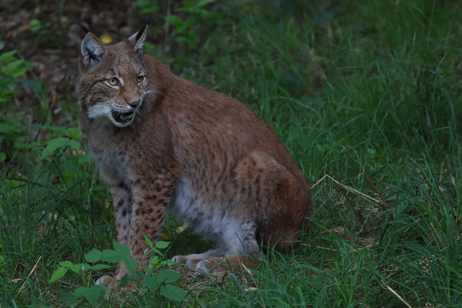 Lynx lynx (2/7)