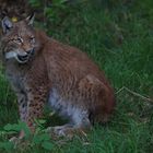 Lynx lynx (2/7)