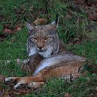 Lynx lynx (3/7)