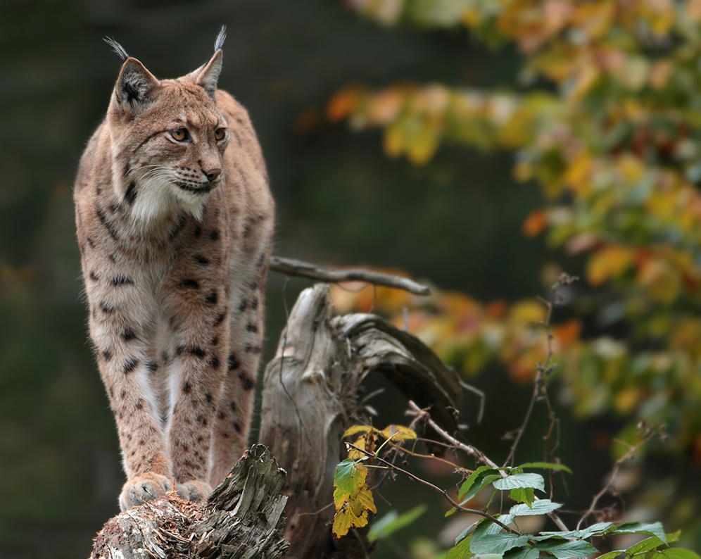 Lynx lynx (4)