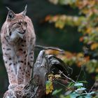 Lynx lynx (4)
