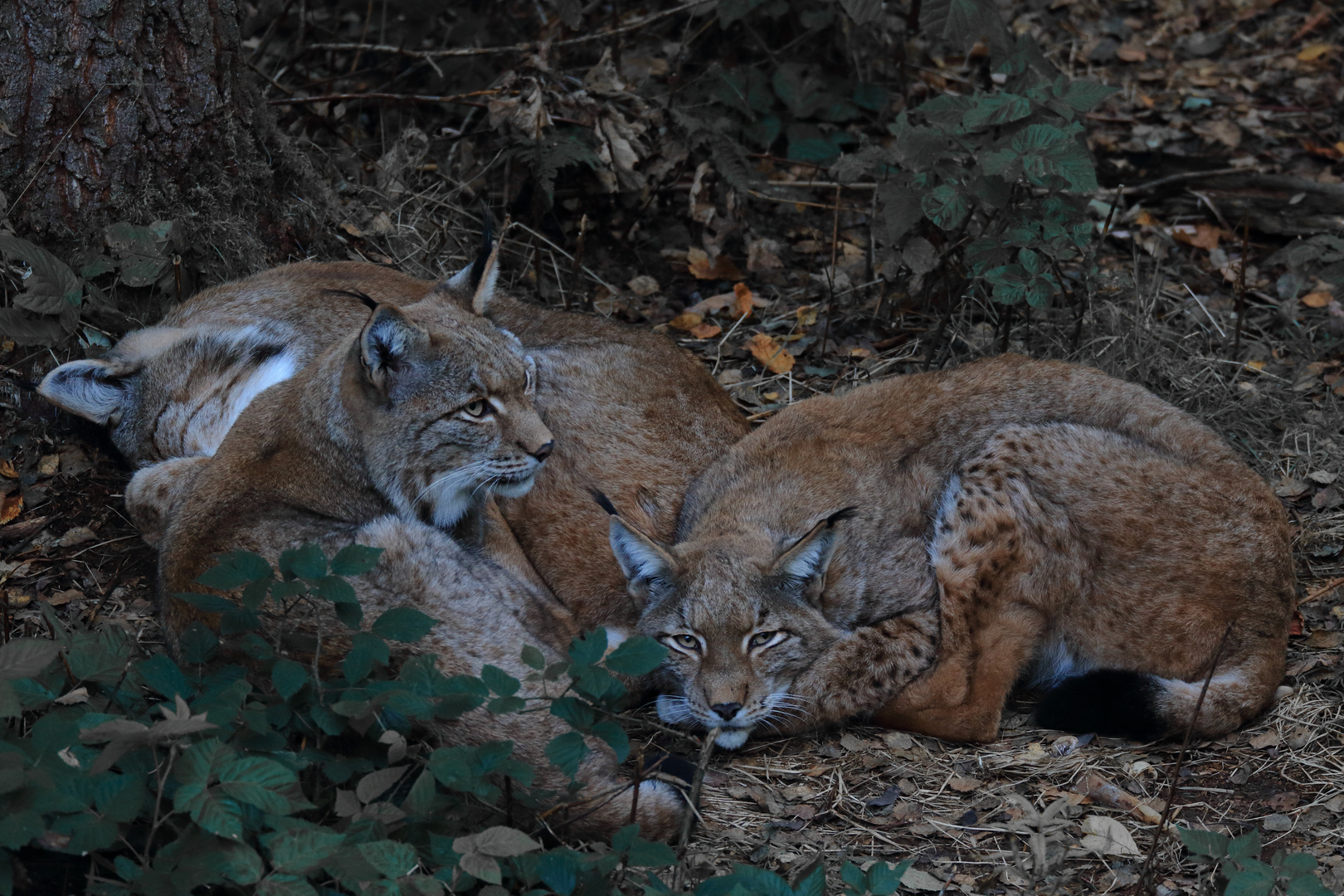 Lynx lynx (4/7)