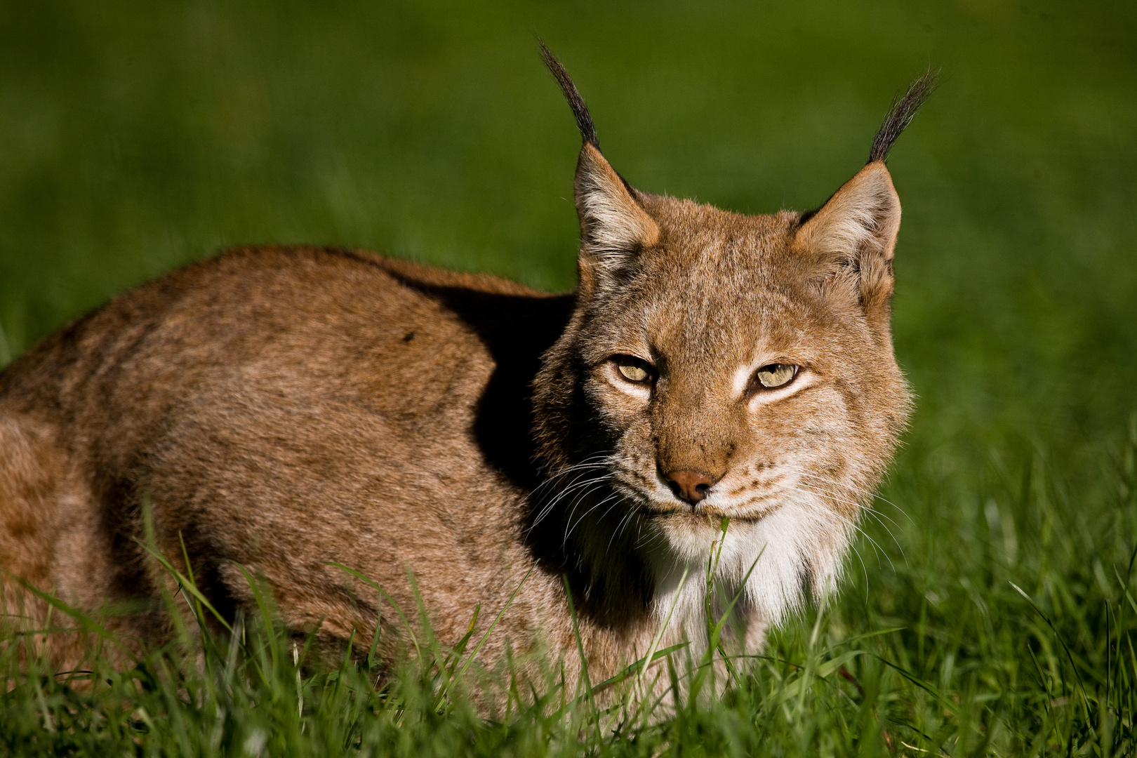 Lynx lynx