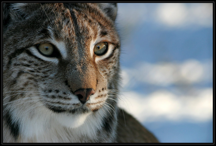 Lynx lynx