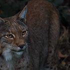 Lynx lynx (5/7)