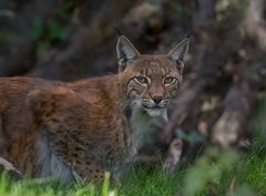 Lynx lynx