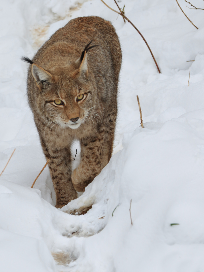 Lynx lynx (6/7)