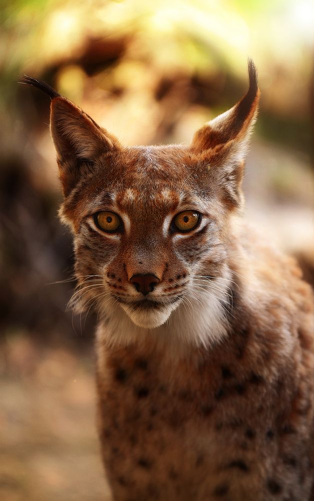 Lynx lynx