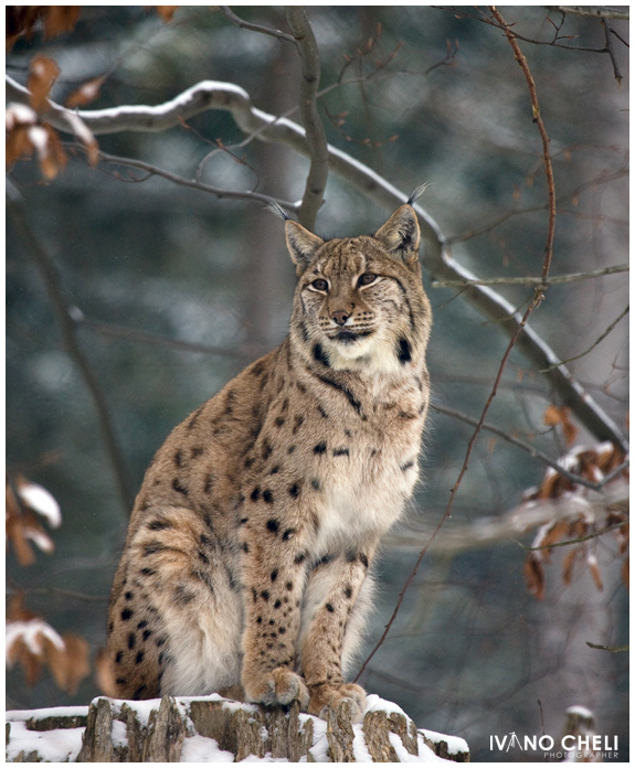 Lynx lynx