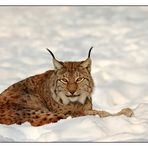 Lynx lynx