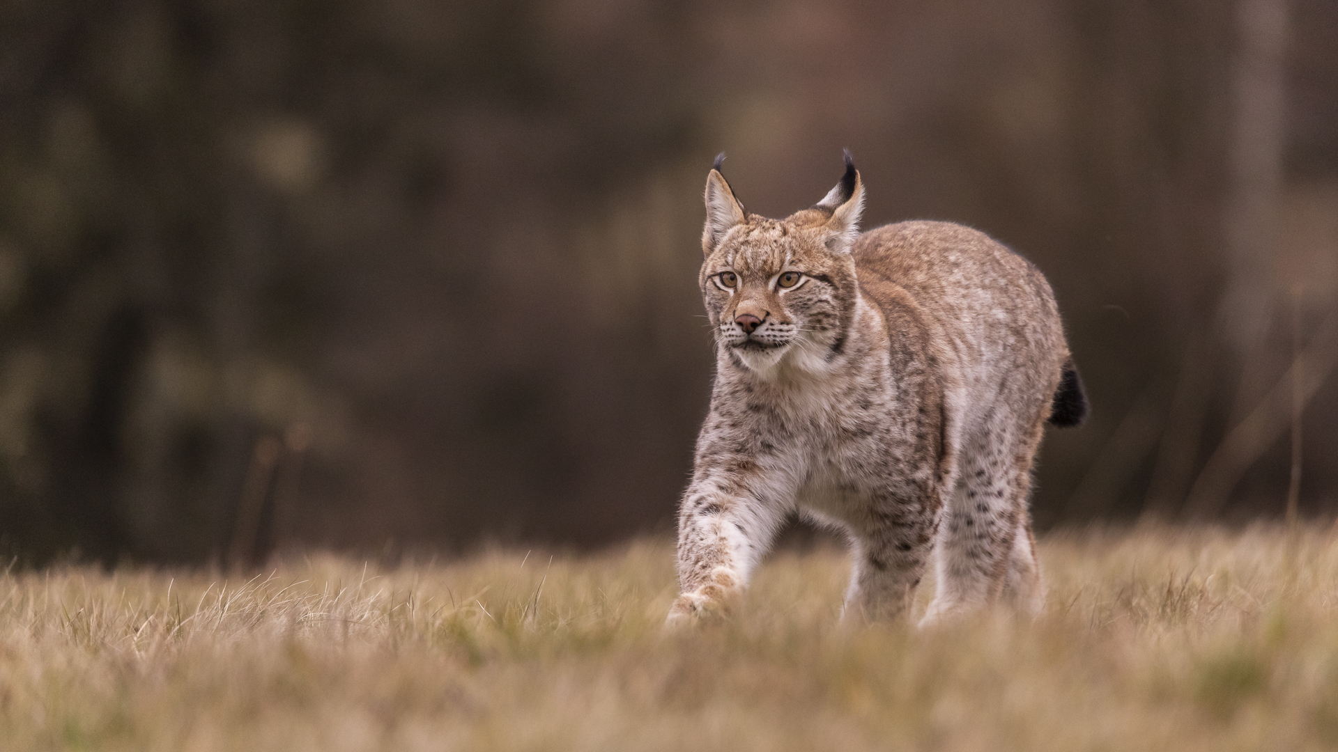 Lynx lynx