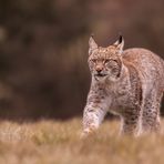 Lynx lynx