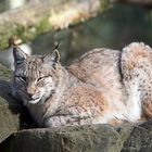 Lynx lynx