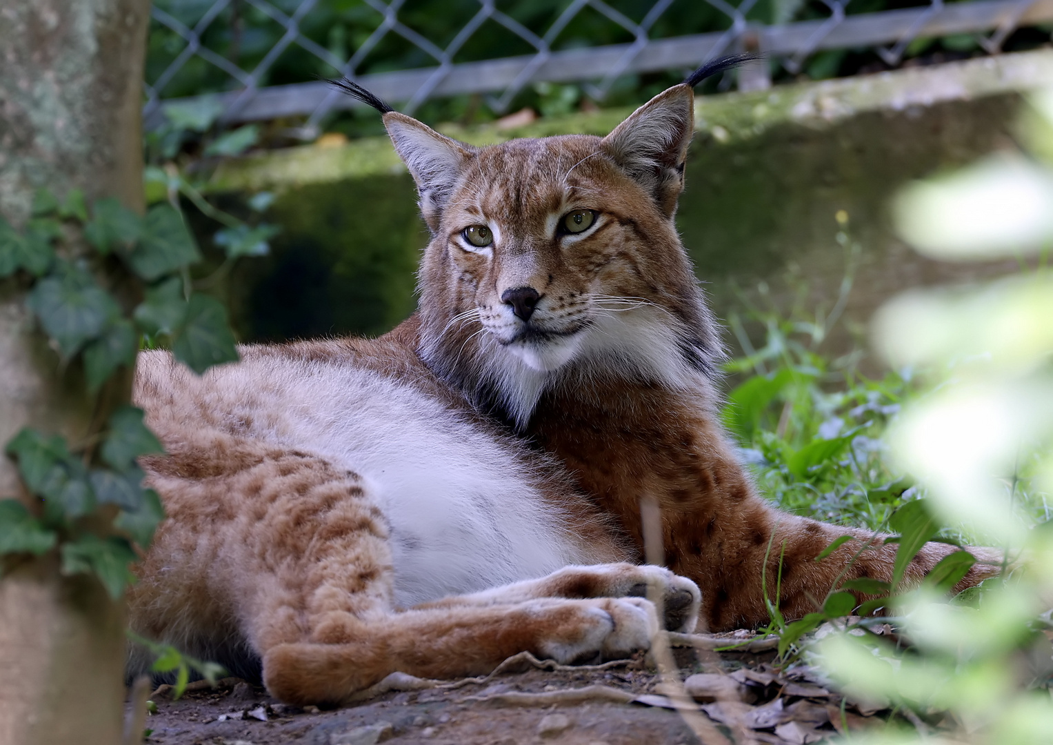 Lynx lynx