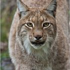 Lynx Lynx Eurasischer Luchs