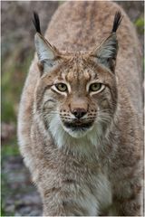 Lynx Lynx Eurasischer Luchs