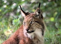 Lynx lynx (Eurasischer Luchs) im wunderschönen Tierpark Lange Erlen