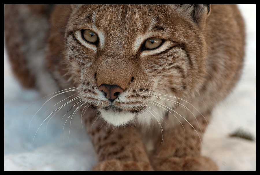 Lynx lynx II