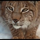 Lynx lynx II