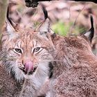 Lynx lynx (Luchs) Kinderstube/Geschwisterliebe - Tierpark Lange Erlen