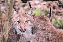 Lynx lynx (Luchs) Kinderstube/Geschwisterliebe - Tierpark Lange Erlen