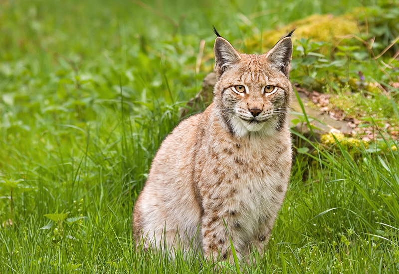 Lynx Lynx (Reload)