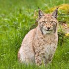 Lynx Lynx (Reload)
