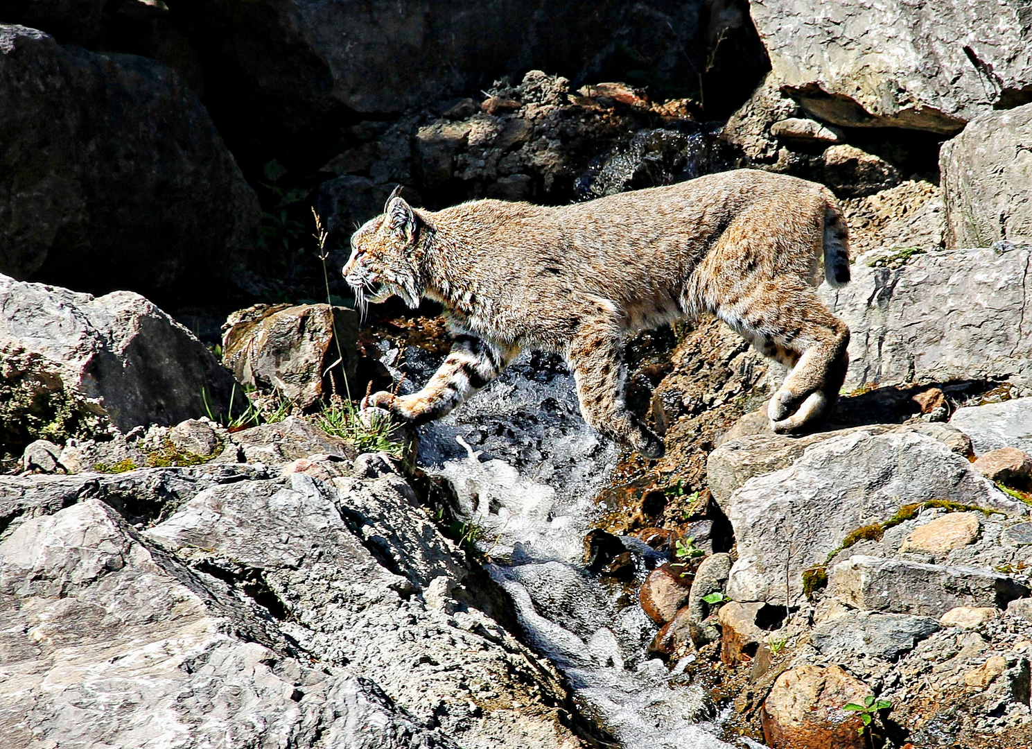 Lynx passant la rivière