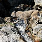 Lynx passant la rivière