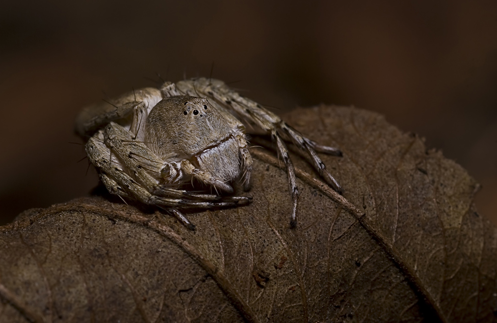 Lynx Spider