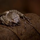 Lynx Spider