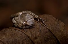 Lynx Spider