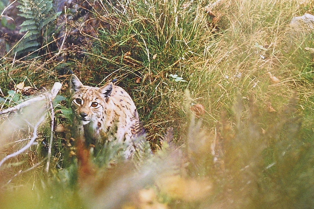 Lynx Vosgiens