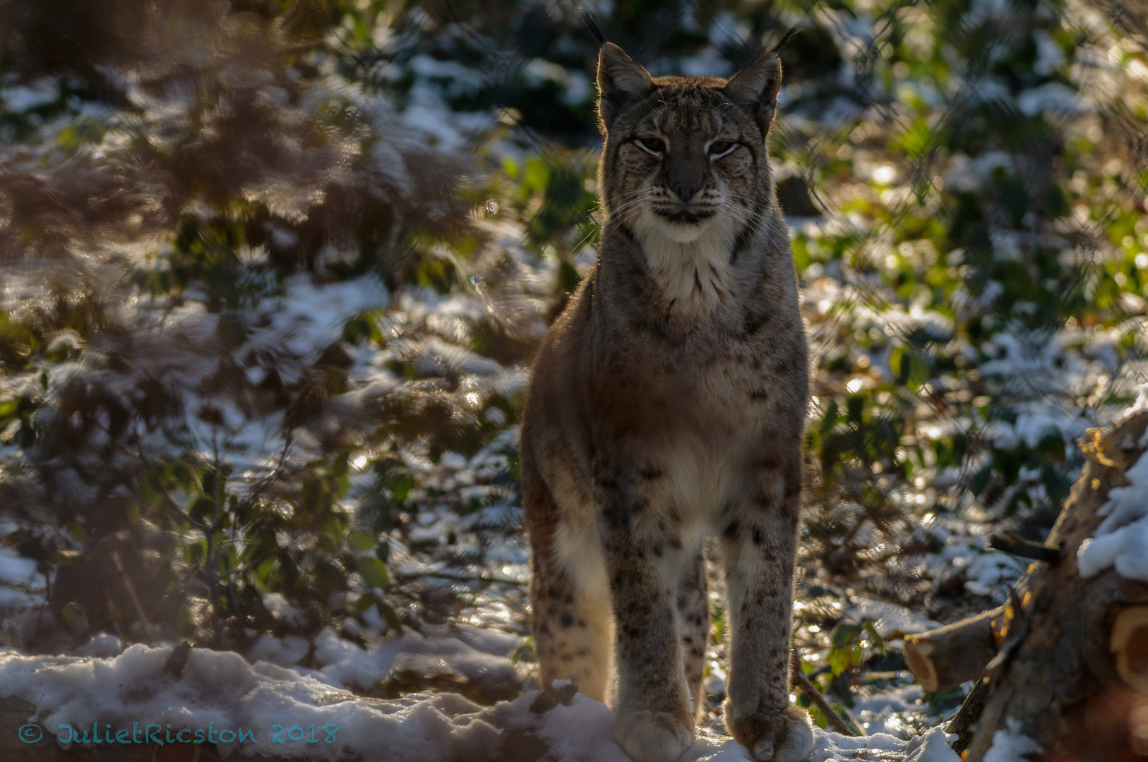 Lynx (Wildpark Pforzheim)