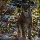 Lynx (Wildpark Pforzheim)