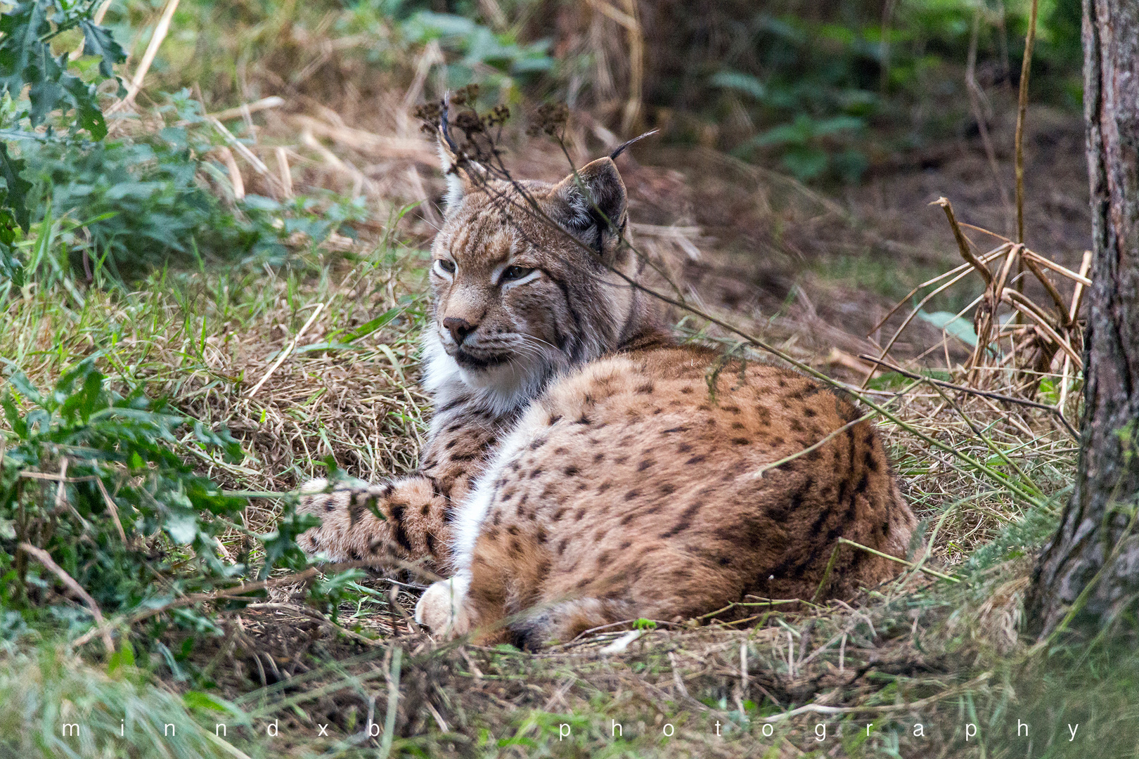 lynx_img_4623