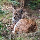 lynx_img_4623