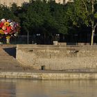 Lyon et son arbre à fleur