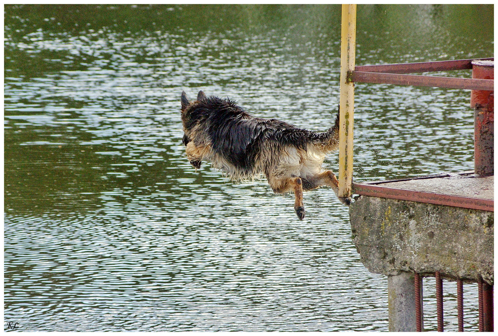 " Lyra " beim Täglichen Schwimmgang.