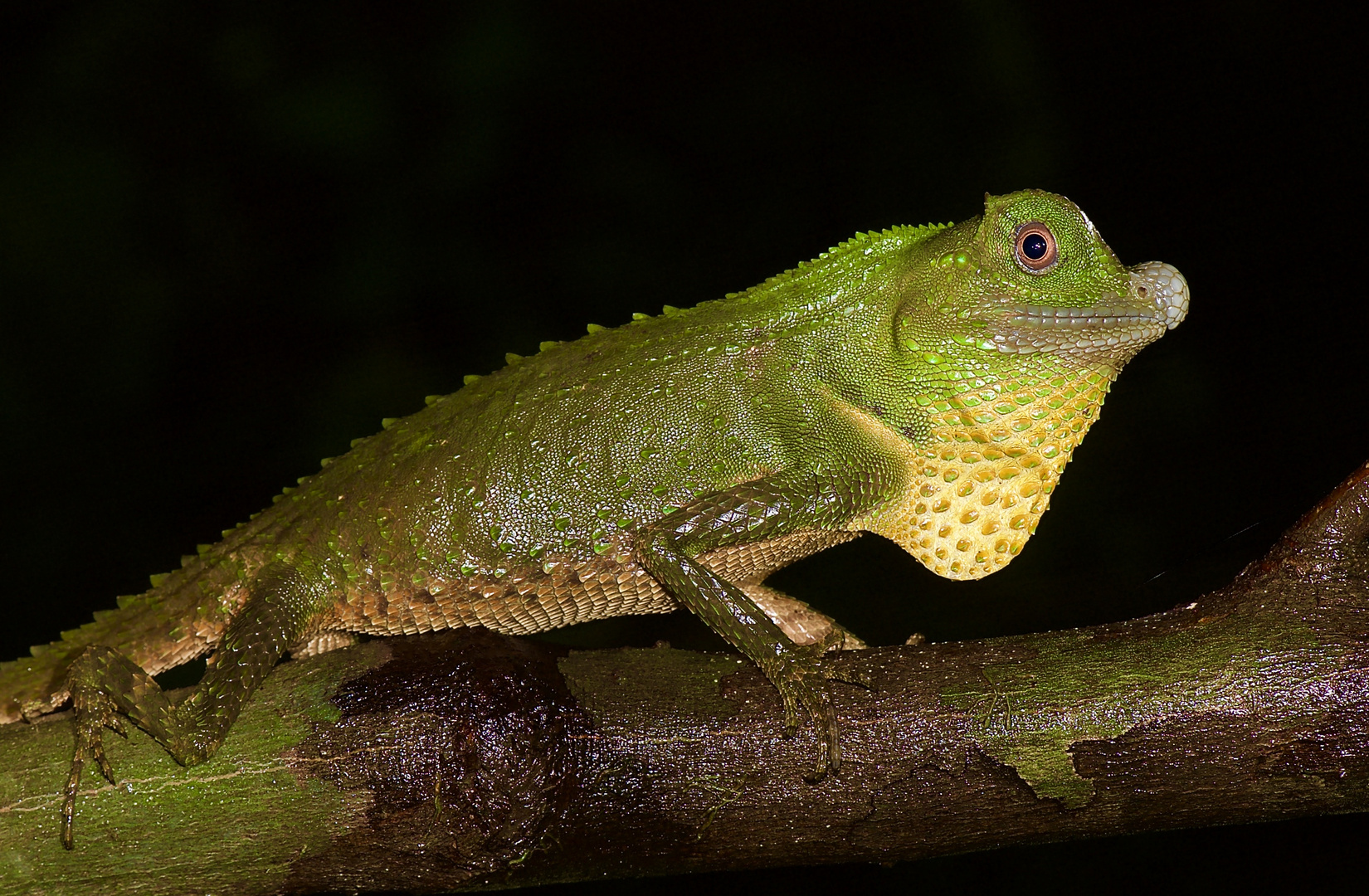 Lyrakopfagame aus dem Tropischen Regenwald Sri Lankas