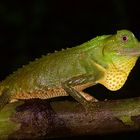 Lyrakopfagame aus dem Tropischen Regenwald Sri Lankas