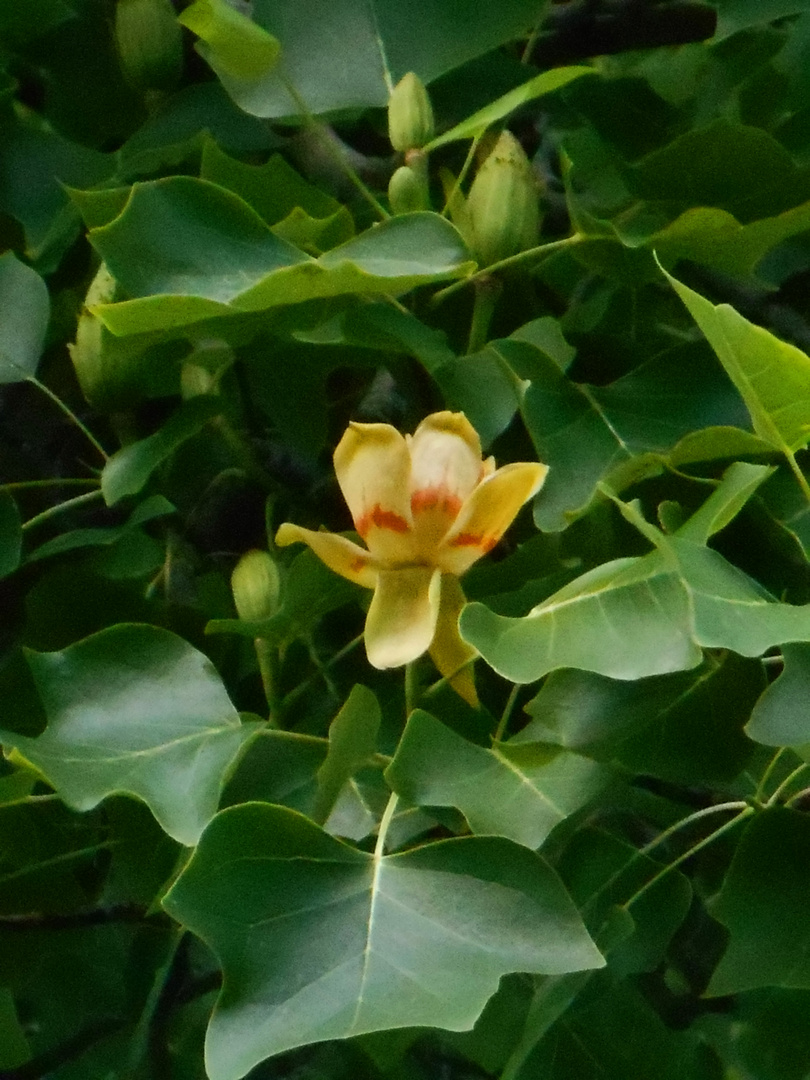 Lyriodendron