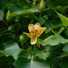 Lyriodendron