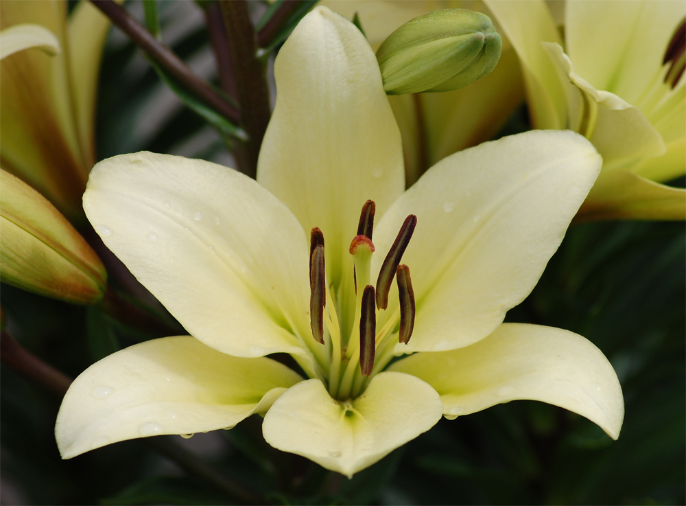 lys blanc photo et image fleurs, macro fleurs, nature Images