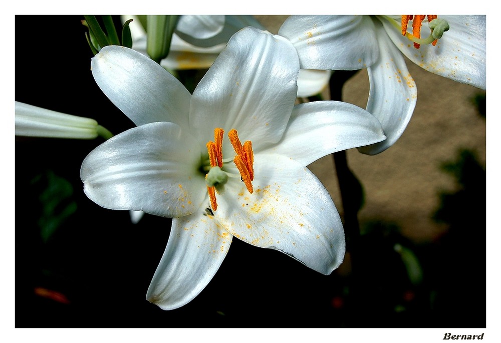 Lys blanc photo et image macro nature, macro orchidées sauvages