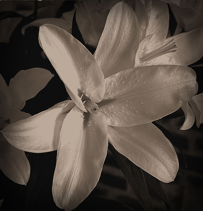 Lys de la Madone_Lilium candidum_Madonna Lily_Madonnenlilie_Giglio bianco