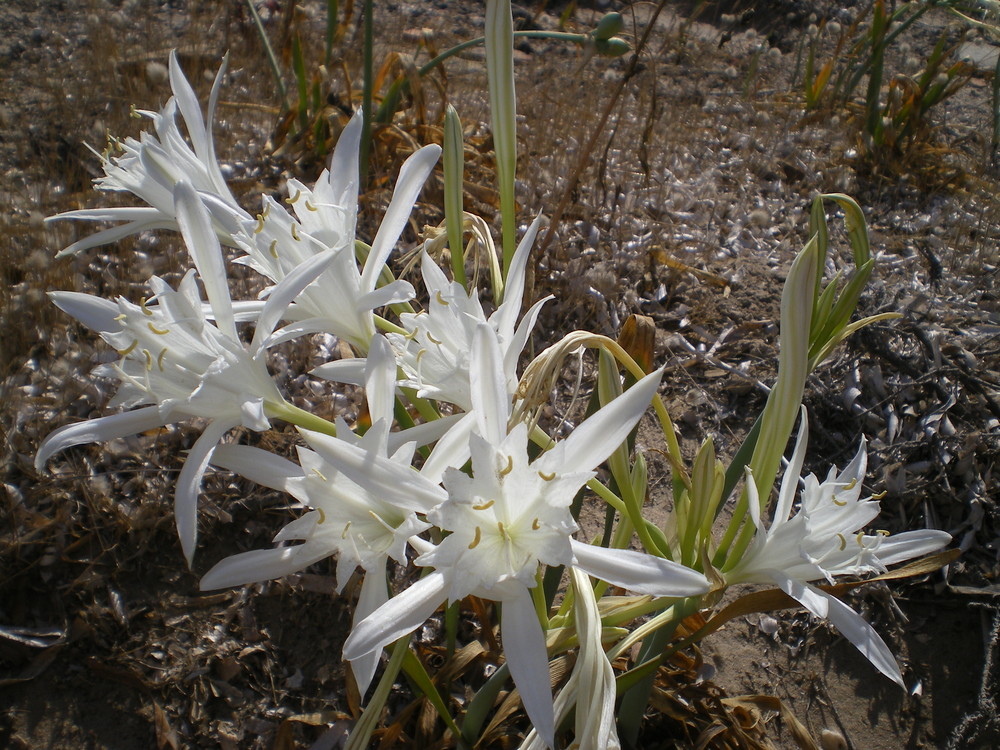 Lys de mer