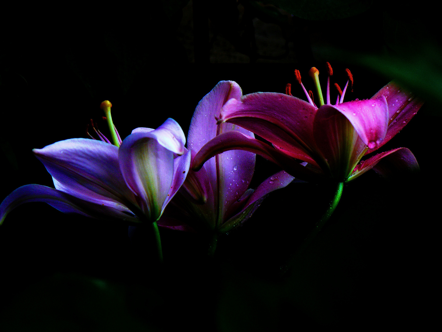 Lys de mon jardin