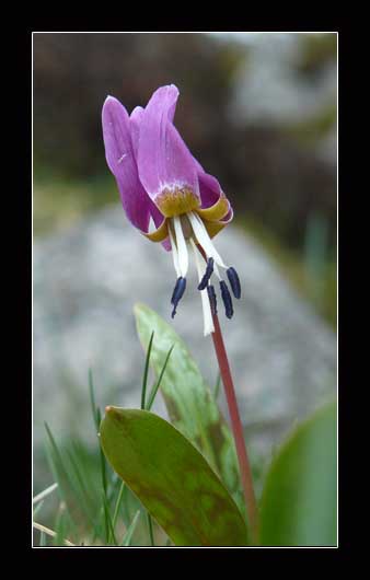 lys dent de chien