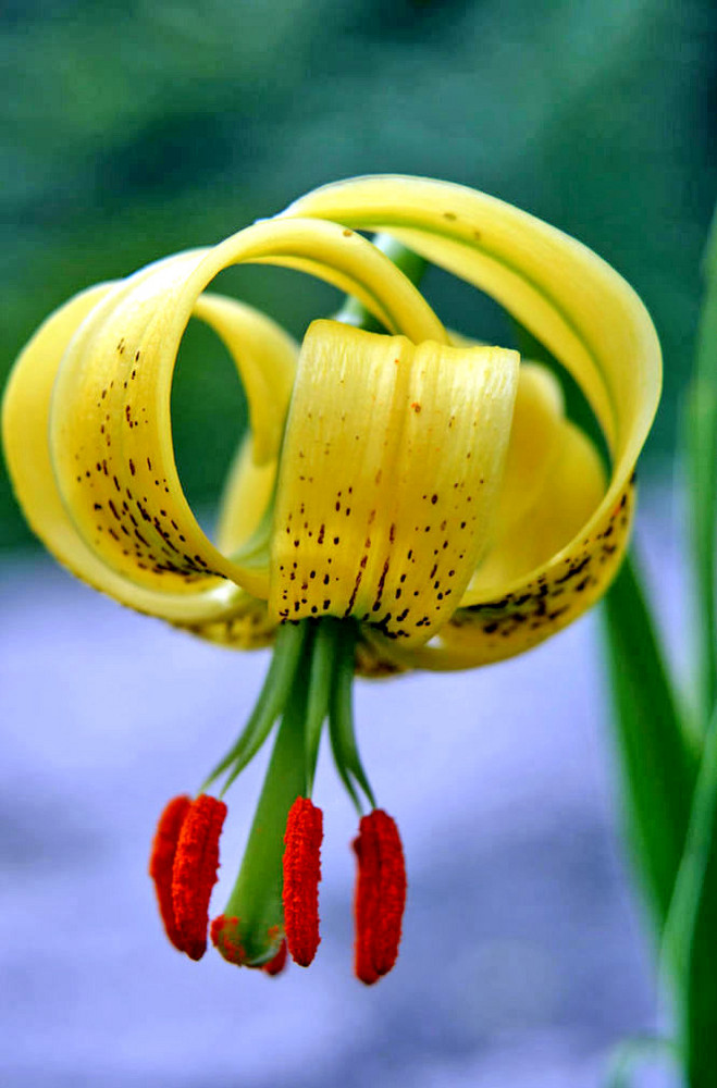 Lys des Pyrénées